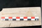 Foto (Detailansicht) von Quercus mediterranea Unger (NHMW-GEO-2024-0188-8197b)